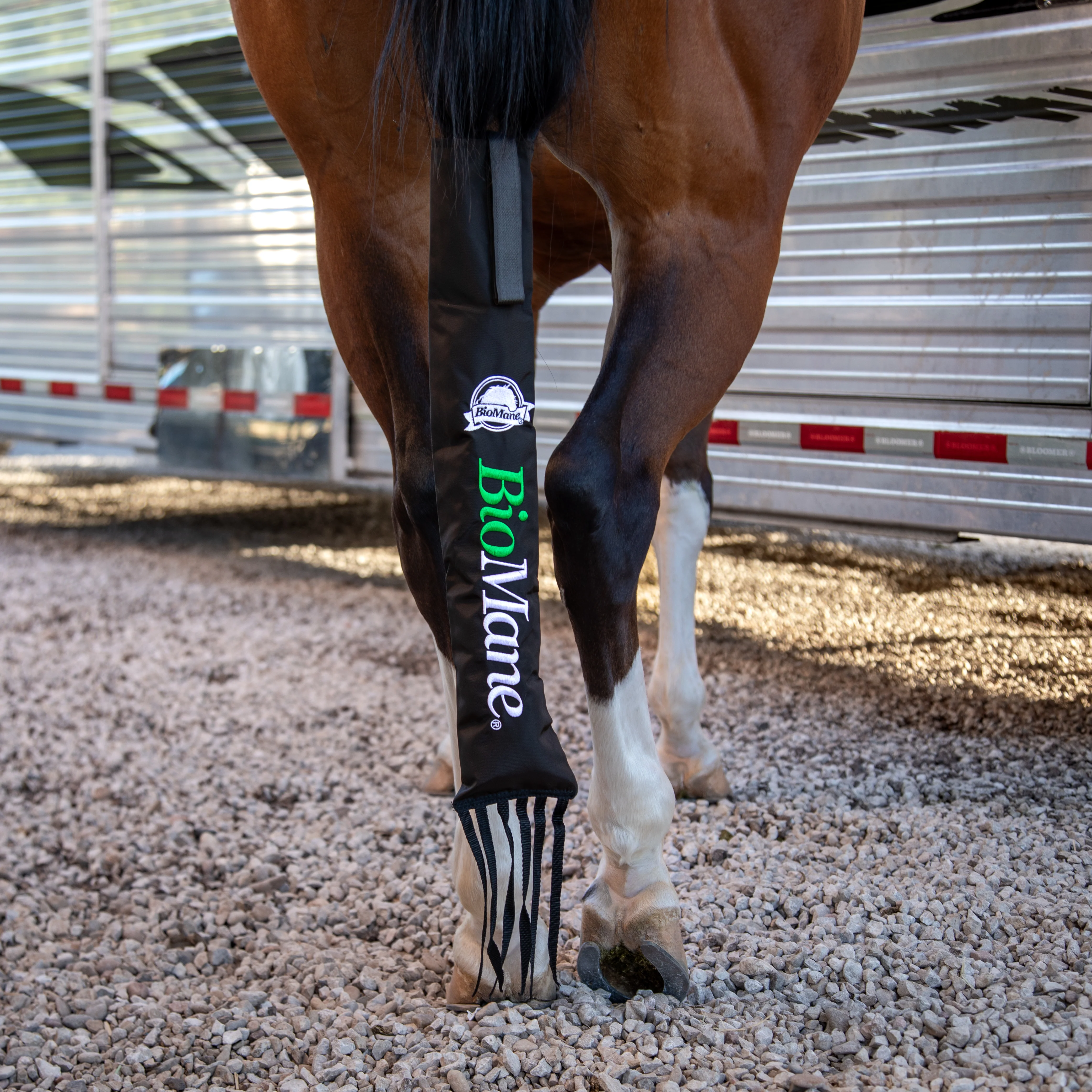 Longer Manes, Fuller Tails